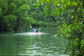 Kayakfahrt durch den Mangrovenwald