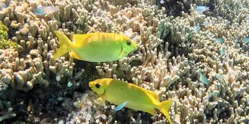 Cairns & Great Barrier Reef (AMA562V3)