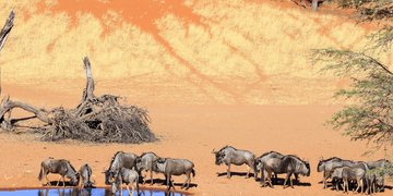 Kalahari Wüste und Namib-Naukluft-Park (ART437N4)