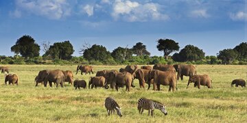 Safari Tsavo Ost Nationalpark