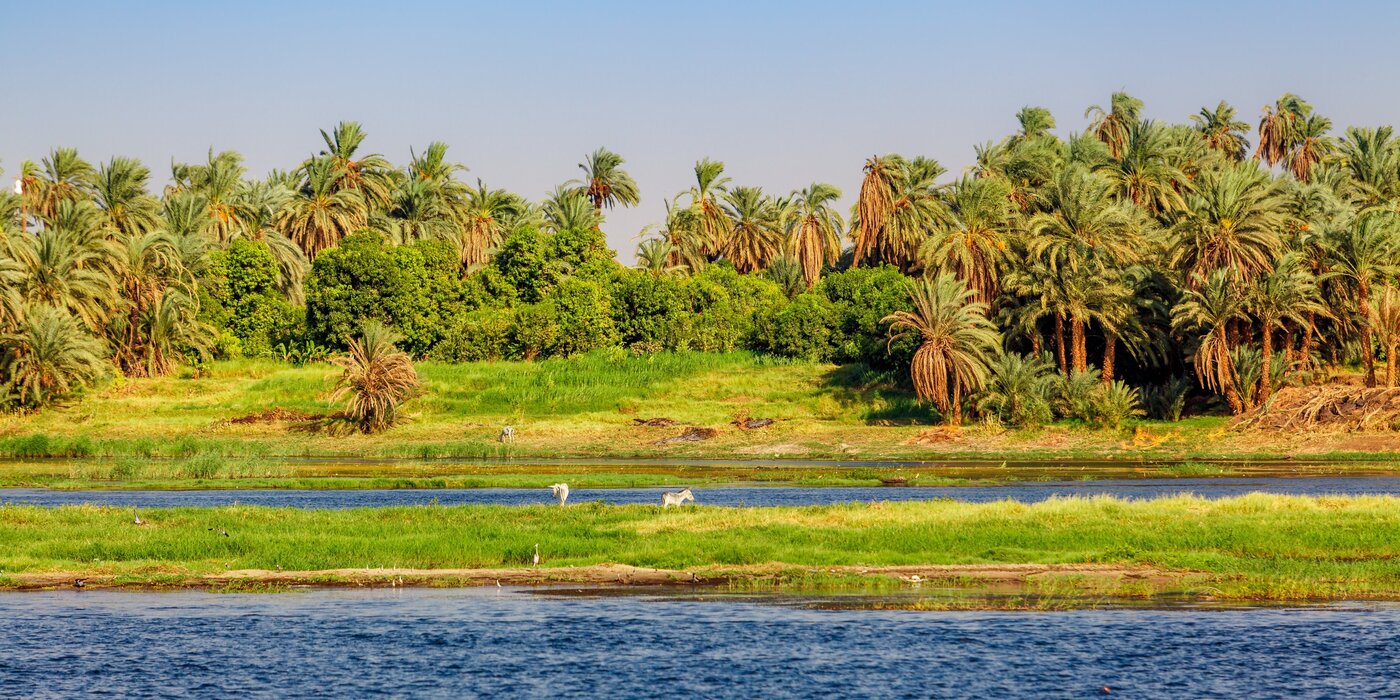 Esel auf einer Weide am Nilufer in Ägypten