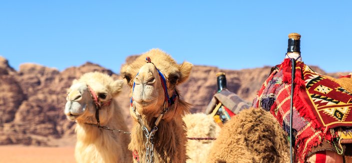 Kamele in Wadi Rum, Jordanien