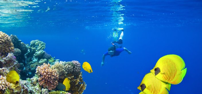 Korallenriff im roten Meer, Ägypten