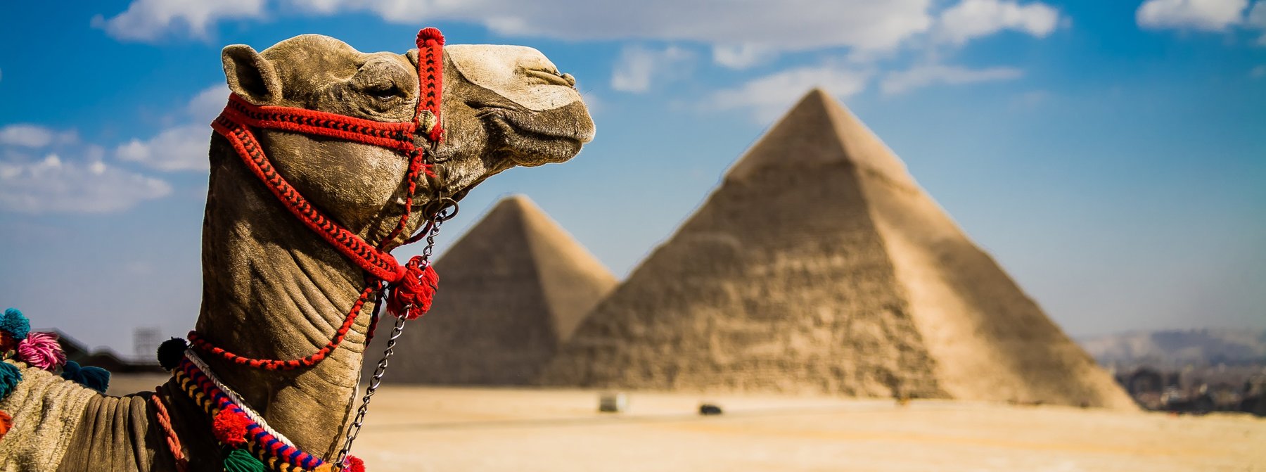 Kamel vor den Pyramiden von Gizeh in Ägypten