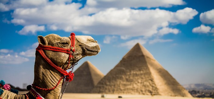 Kamel vor den Pyramiden von Gizeh in Ägypten