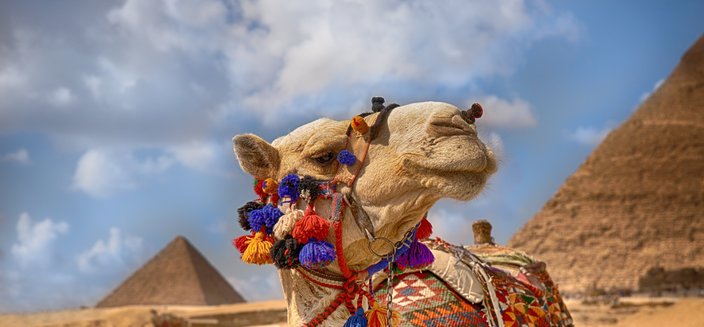 Kamel vor den Pyramiden in Gizeh, Ägypten