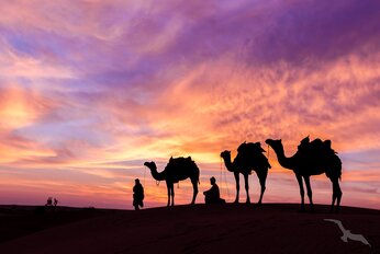 Kamele im Sonnenuntergang in der W&uuml;ste, Oman