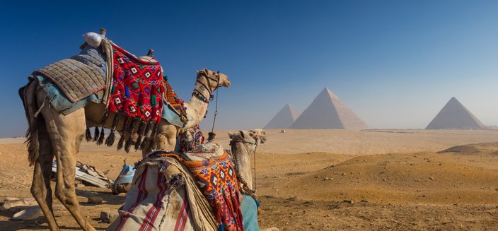 Zwei Kamele weit vor den Pyramiden von Gizeh in Ägypten