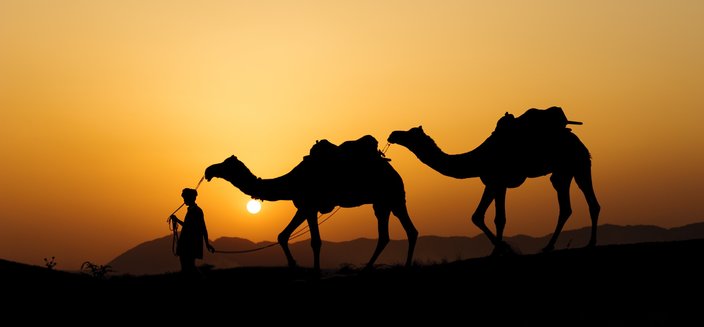Kamele im Sonnenuntergang