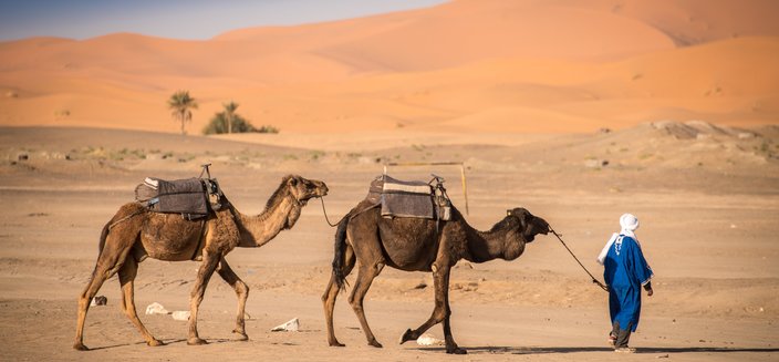 Kamele in der Sahara Wüste, Marokko